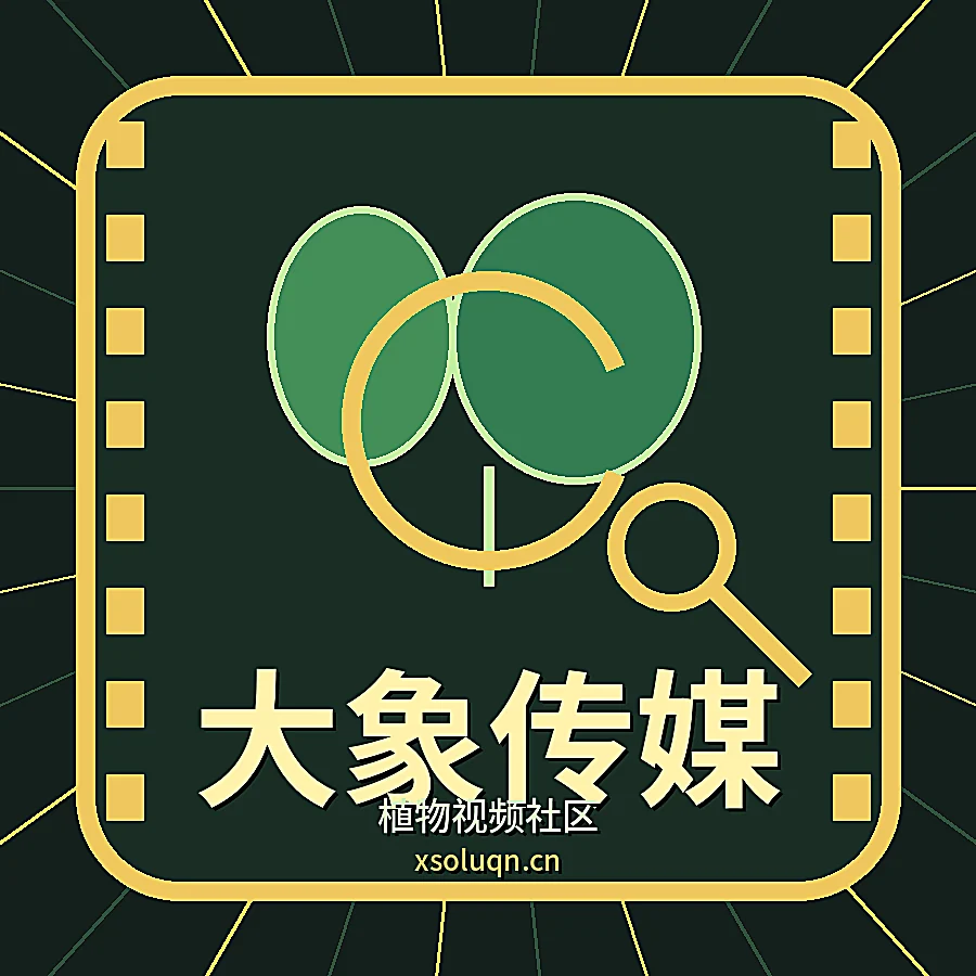 大象传媒